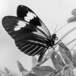 8.0 - If you’re going to do a butterfly in black and white, in my opinion this is how to do it. The contrasting dark blacks and bright whites of the butterfly helped it leap from the image and immediately grabbed my attention. To me the less than spectacular foliage is an appropriate contrast for the butterfly. I like the opposing diagonals of the foliage and lines of the butterfly’s wings that, to me, add interest. I think the depth of field, which leaves just a hint of blur to the farthest wingtip, is just what this image needed. I do believe a very subtle vignette would have been the coup de gras.