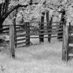 7.5 - It’s certain this corral has seen better days. The contrasting vertical and horizontal lines help tell a story if only they could talk. With many of the design elements represented, I think this is a nice representation of what a black and white needs to please my eyes. To me, the textures and detail come from a properly focused image. I like how the tree frames the upper part of the image. I don’t think the bottom of the image containing the dark weed in the lower left contributes to the story and could be eliminated.