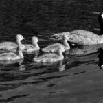 8.0 - A very nice candidate for a black and white image. To my eyes the image is properly exposed and tack sharp. The eye of the goose tells the story of a properly focused image. I like how all subjects have an eye visible. I do think the overall impact could be boosted by eliminating most of the water below the reflections. To me, you could use a masking brush in Lightroom or Camera Raw to boost the highlights of the reflections and improve the overall presentation. The lead adult goose really needs some room to the right to move into. The question is just how much to give her(?). A rule of thumb I prefer is to have at least half again as much room as the subject just left. In this case, with the goslings occupying most of the frame, as much as she would need based on traveling as fast as the wake hints. (Yea, that’s really subjective.) Give her enough room to see the wall and avoid it. Otherwise, a very nice black and white wildlife capture.