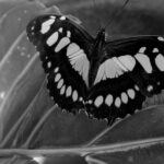 6.5 The butterfly in this image is in focus and there is sufficient detail in the shadows to add interest. The background lines of the plant help guide my eyes up to the primary subject. For me there are a few issues with the composition. Both the right wing and the antennae are clipped off. They may not be critical for the butterfly, but they are vital for the image. This image is a case study for when centering the subject won’t hurt as much as clipping off parts unnecessarily. I might also add that most people expect butterflies to be colorful. Because of this expectation, they are not very good subjects for monochrome or black and white interpretations. To me the bright white spots and the black anomaly in the lower right corner are very distracting.