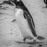 7.5 - A nice choice for a black and white wildlife image. Very nice shadows and proper exposure of the white areas. I think contrast is as good as you can make it. I would like to see a little more space for this walking penguin to move into. The dark blotch under its chin is very distracting as is the piece of a fellow penguin in the upper right. I think both could be handled with generative fill of maybe even a content aware brush in Lightroom.