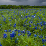 6.0 - A field of bluebonnets is very common in Texas and there is not high impact because of the lack of a central point of interest. In my opinion including more of the stormy sky would have made a stronger image. I like that the flowers, trees and sky create depth which leads my eye deeper into the photo.