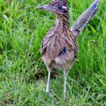 8.5 - The images tells a good story. The roadrunner is not unique in Texas, but this capture is original because of the placement in the frame and the sharp eye. The image was taken in harsh light which creates a bright background. In my opinion adjusting the hue of the background would make it a stronger image.