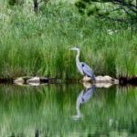 6.5 - It's nice to show the heron in environment. The image could be cropped tighter to bring focus to the main subject - the heron and still in the environment. The bird is out of foucs and shows no detail.