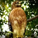 5.9 - It is exciting to see a hawk on a tree. Unfortunately it is out of focus. The image is backlit, so too much hightlight in the background.