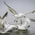 1st - 8.5 - Nice capture of a great story. Image is sharp except the wings of the top bird.