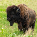 2nd - 8.0 - Beautiful Bison. It is relatively sharp. Maker may consider opening up the shadow slightly to bring out more details of the fur. Adjust the contrast and brightness to even out the lights between the head and the body of the bison.