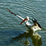 5.6 - The pelican is out of focus. It is not sharp and show no details.