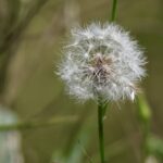 6.0 - Consider blurring the background to simplying the image and minimize the distractions. Sharpen the main subject in post processing to bring out the details of the dandelion pappi.