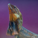 3rd - 9 - I like this portrait of the lizard with the details and colors, the crop and the diagonal. For me, the vibrant saturated background competes with the interesting subject. You could brighten the eye a bit, change the color to be a complimentary one or desaturate it a bit.