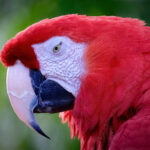 8 - I think this is a nice animal portrait. I like the red against the soft green background. For me, some of the feathers seem a bit soft or slightly out of focus. You could use a smaller aperture and/or sharpen them with Topaz AI sharpen. You might also brighten his eye a bit and add some space on the left side.