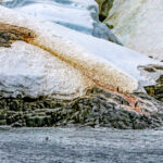 7.0 - Sharp image of iceberg details - penguins hard to see but sharp.