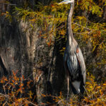 8.0 - This is a nice bird, but there is not much separation from the background.