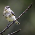 1st - 9.0 - Nice sharp bird and branch. Maybe would like to see just a little less blur in background