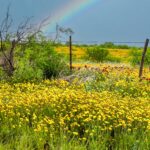 7.5 - A nice rainbow enhances almost any image. The rainbow coupled with the foliage and flower colors provides a lot of interest and appeal. I do see that the horizon is a bit off level. Good lighting, DoF and color harmony