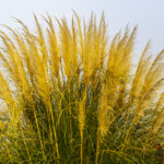 HM - 7.0 - This photo is well-composed, has good color and texture, and good lighting. I like the circular patterns created by the green stems and the golden seed heads.