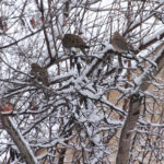 4.62 - These birds are really having a hard time with the snow. We had some doves here recently but the subzero temperatures must have made them head back south looking for a warmer area to spend the summer. Probably the first thing I would do is crop off the white border along the bottom. It isn’t easy to work with birds among branches. It is hard to find a focus in a particular area without getting something else. I don’t know if you could zoom in closer, the bird on the right might have been the one to work with if you could. The closed eye and the snow covered branches around it would show the effect of the weather.