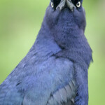 7.0 - What I see is more of a fierce challenging stare with little humor for its adversary.
