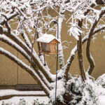 5.94 - The exposure is good and shows the texture of the snow well. I like the leading lines formed by the tree. The “hotel” is well placed in the image. I do like that the background does not have much to draw attention away from you subject. If it would be possible, you might have been able to more closer and open up your lens so the door and wall texture would have been out of focus. That would also make your subject fill more of the frame.