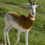 7.5 - Nice Portrait of a rare Dama Gazelle. The front side light adds appeal to the image. Good techicals throughout.