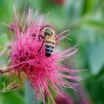 HM - 6.8 - This photo has good composition, harmonious colors, and a good out of focus background, though the background does have colors and tones. Though the bee is in focus, the head is “missing.” Also the needle-like flower makes it difficult to be sharp throughout, especially at the edges.
