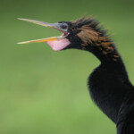 2nd - 7.0 - Not a bird I am used to seeing. Well done image. This gawky bird puts a smile on my face.