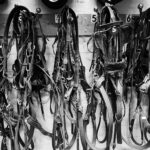 7.0 - I like the thought behind this. Focus is good. I would like to see more room so the harness is not cut off at the bottom or sides.