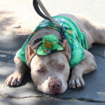 6.5 - I might been tempted to name this one “self portrait after a St. Patty Pub Crawl”. Poor pup looks dead tired