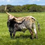 3rd - 7.0 - The irony for me is that those long horns can only reach a small area to scratch. But if those horns start swinging around I wouldn’t want to be in the way,