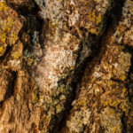 6.5 A-Hidden-World BY: Michael Patterson