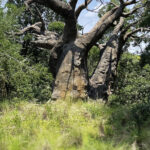 5.8 - The photographer found a nice specimen tree (baobab?), and the colors are good. But the large out of focus lower one third of the frame is a problem.