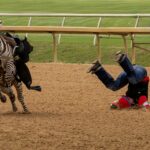 8.5 - Great action capture. Emotion for the thrown rider brings high interest and then some mystery of if the rider is hurt or not. I would recommend lightening the zebra just a little to provide more detail. Otherwise good technicals.