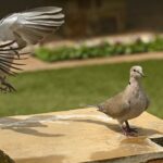 8.5 - A rare photobomb that works. The maker has nicely captured a static dove in good detail only to be overshadowed by the arriving dove which has also been captured in good detail, all while the background is nicely blurred. Interest and a bit of mystery is generated through various presumed actions that would result from the arriving dove. Good technicals and color harmony.