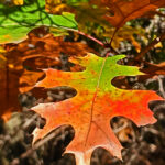 6.0 - The subject leaf has a good shape and good color. But the two leaves in upper one quarter and the out of focus highlights in the background are very distracting. Also the subject leaf is too close to the right edge.