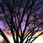 7.26 - You have great sharpness throughout the silhouette. I like the patterns of color showing through. There are good tonal ranges in the sky. I’m not real sure if a bare tree shows much Weather? I would probably have removed the branches in the bottom right corner and maybe the ones under the branch going out on the left side. What about the ones on the bottom? They might act as some kind of balance with the bare sky on the right side.