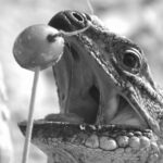 7.0 - Nice capture. The open mouth adds interest to the image. I would like to see the eye of the iguana sharper. More depth of field could help make the image stronger. I would also lighten the eye.