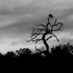 3rd - 10.0 - Nice black and white image. The clouds help to add interest. Try cropping a little off the right side and top. Add a little contrast.