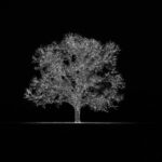 HM - 9.0 - The tree stands out nicely. I would crop this to a square format and try to clean up of the the areas between the branches.