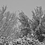 5.94 - The snow covered vegetation at the bottom does add interest. The amount of snow on it shows more than what is n the background trees. The camera did miss the exposure for you too. Looking at the histogram, you have enough room on the right side to have increased the exposure to bring out the white of the snow. I was thinking that you have a lot of dust on your sensor but I think that was actually snow coming down.