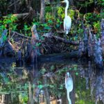 6.5 - Very detailed reflection of the Great White Egret. It appears that the blue color is over saturated and can be seen in the body of the egret and outlining the bird's neck. The surrounding wooden objects near the water are also over saturated in blue.