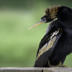 2nd - 7.5 - The anhinga is acceptably sharp, the background is uniformly colored and nicely out of focus, and the pose is interesting. While the anhinga is looking back into the photo, the negative space is a little large for my tastes. Almost half of the frame is of little interest.