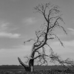 2nd - 9.0 - Nice image for black and white. Good focus. I would crop in off the left side to get closer to the tree and make it more of a square format.
